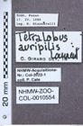 Etikette zu Tetralobus auripilis (NHMW-ZOO-COL-0010554)